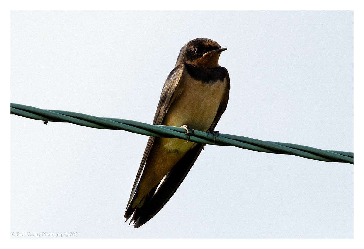 Swallow - Cornwall Gorran Haven (2 of 2)-2